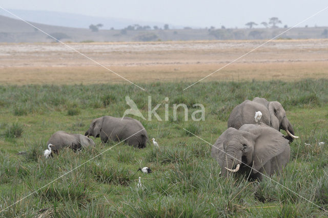 African elephant (Loxodonta africana)