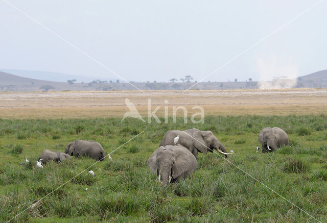 Afrikaanse olifant (Loxodonta africana)