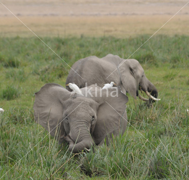 Afrikaanse olifant (Loxodonta africana)