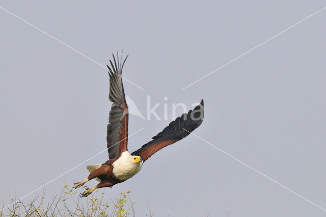 Afrikaanse Zeearend (Haliaeetus vocifer)