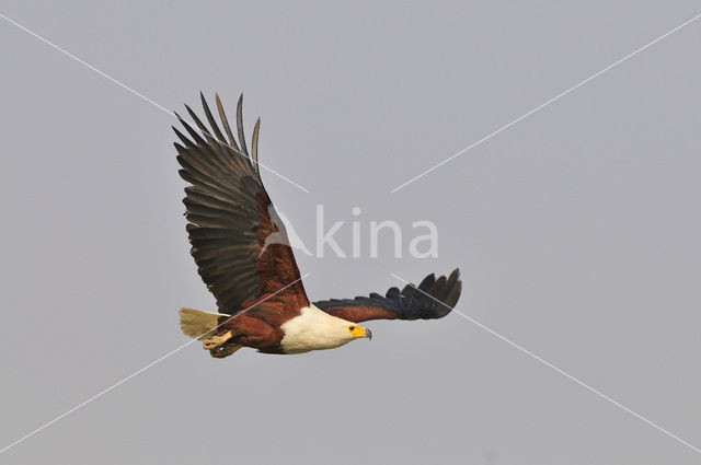 Afrikaanse Zeearend (Haliaeetus vocifer)