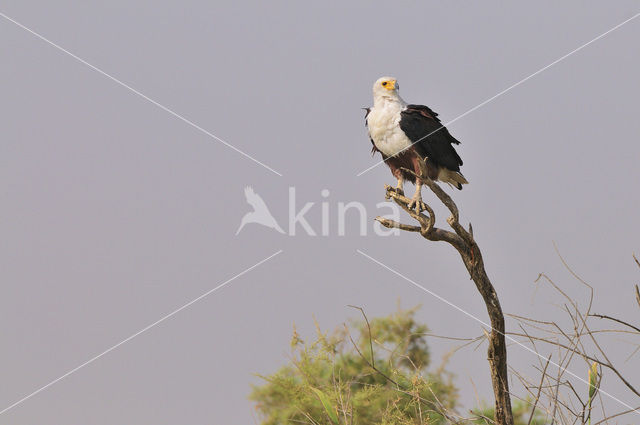 Afrikaanse Zeearend (Haliaeetus vocifer)