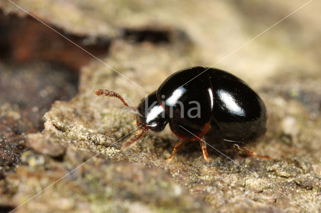 Agathidium atrum