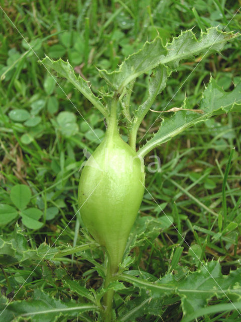 Creeping Thistle (Cirsium arvense)