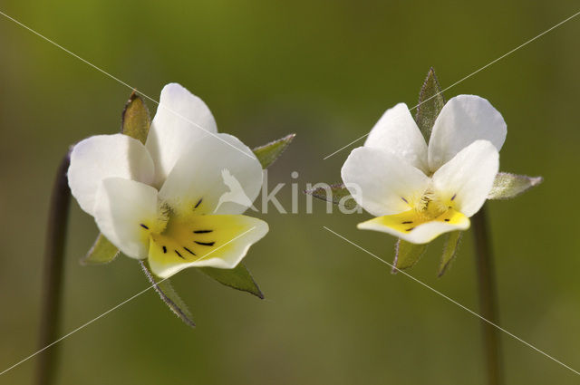 Field Pansy (Viola arvensis)
