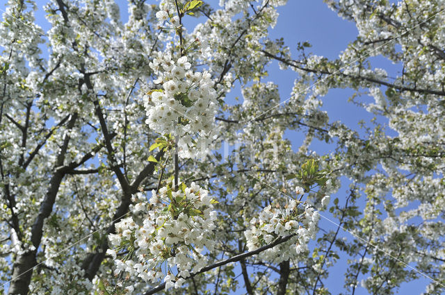 Apple tree (Malus spec.)