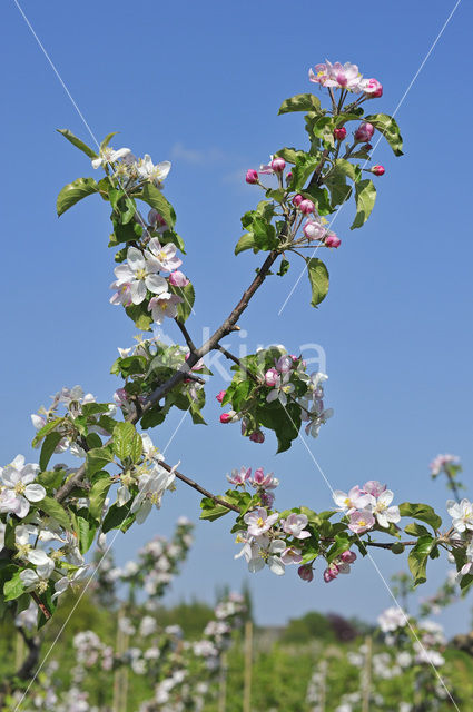 Apple tree (Malus spec.)