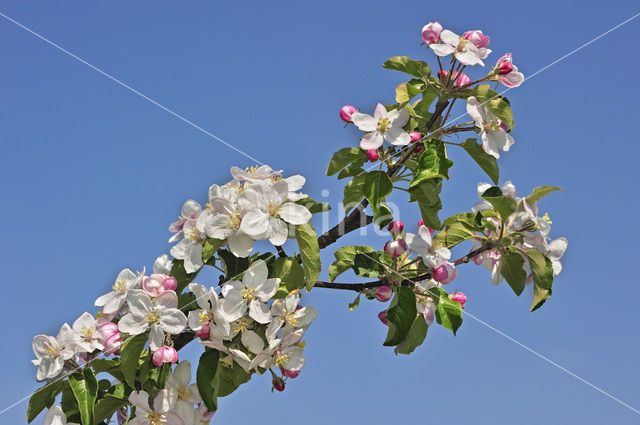 Apple tree (Malus spec.)