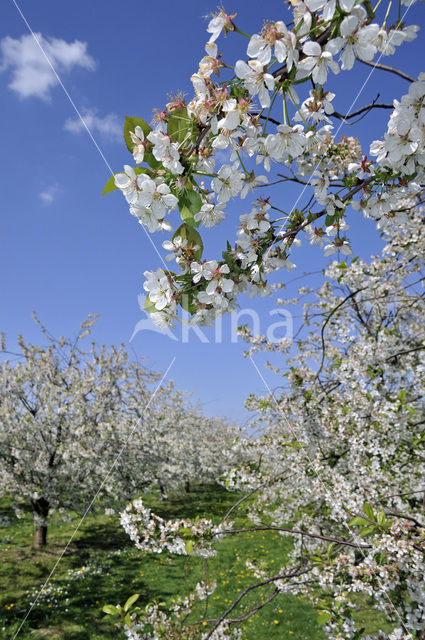 Apple tree (Malus spec.)