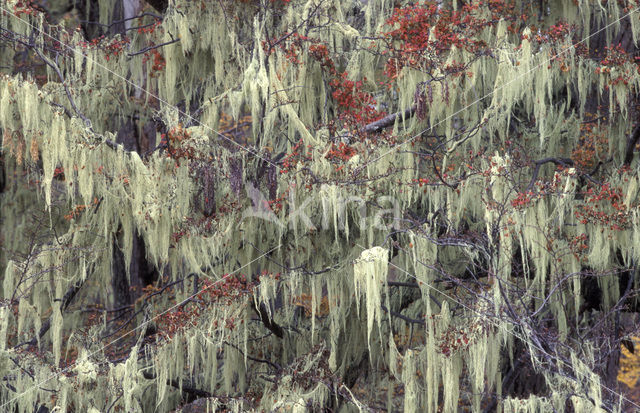 Baardmos (Usnea barbata)