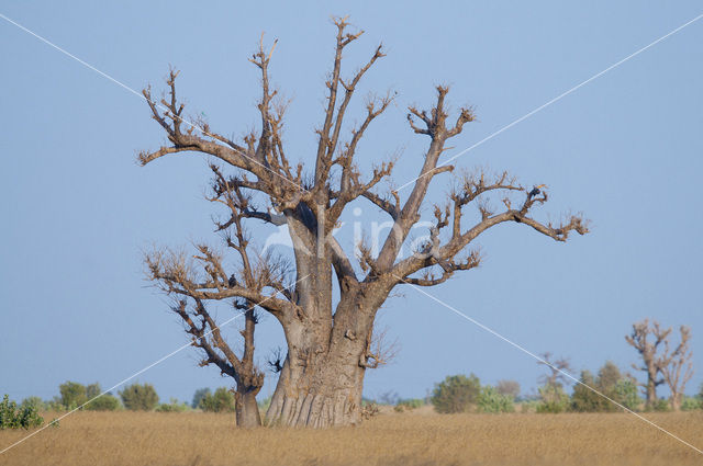 Baobab (Adansonia digitata)