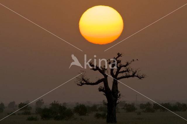 Baobab (Adansonia digitata)