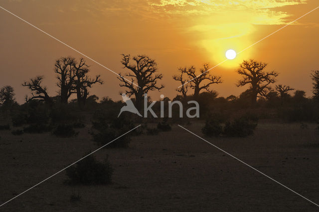 Baobab (Adansonia digitata)