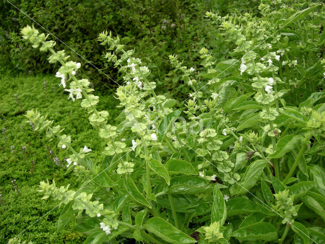 Basilicum (Ocimum basilicum)