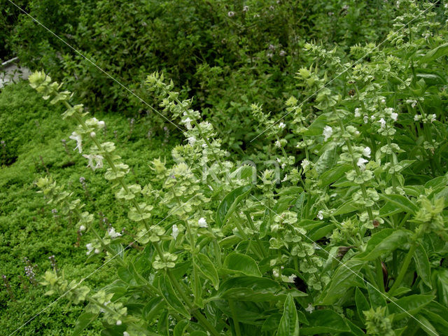 Basil (Ocimum basilicum)