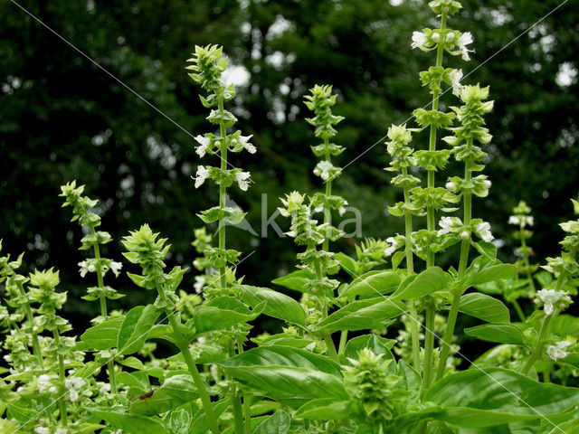 Basil (Ocimum basilicum)