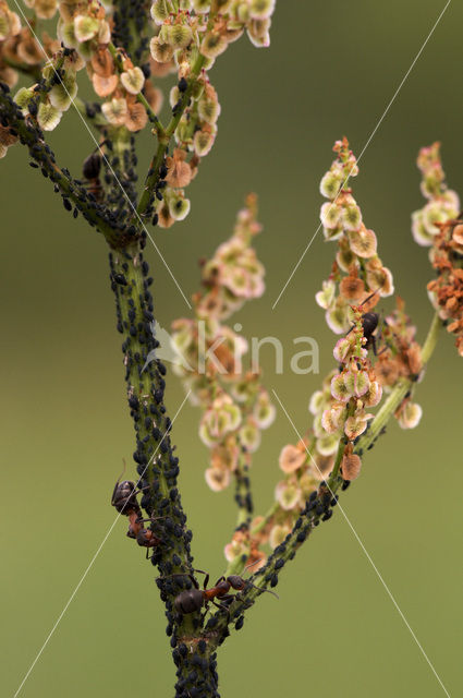 Behaarde rode bosmier (Formica rufa)