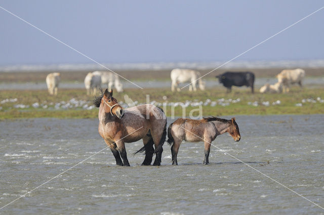 Belgian Horse (Equus spp)