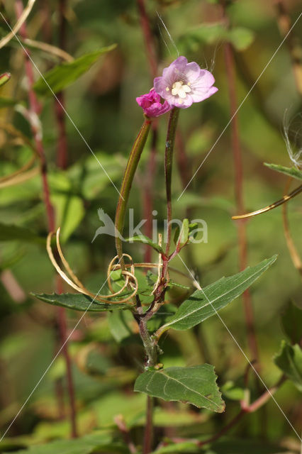 Bergbasterdwederik (Epilobium montanum)