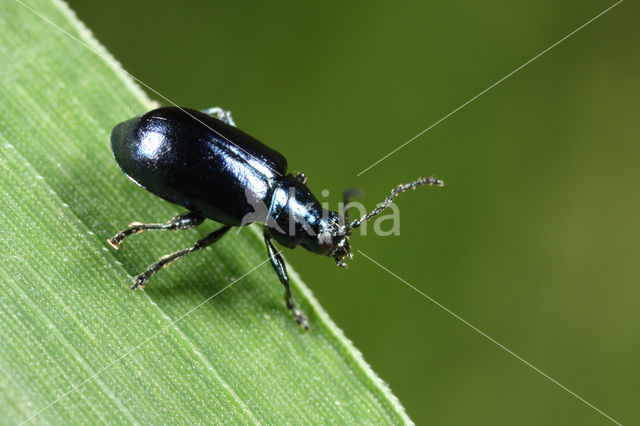 Berkenhaantje (Altica aenescens)