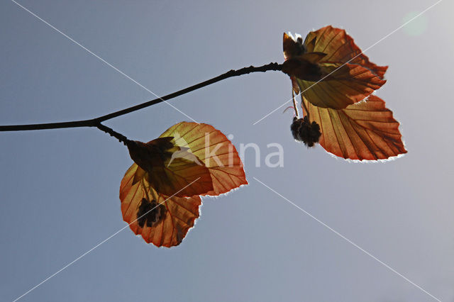 Beech (Fagus sylvatica)