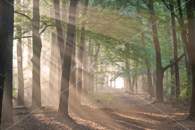 Beech (Fagus sylvatica)