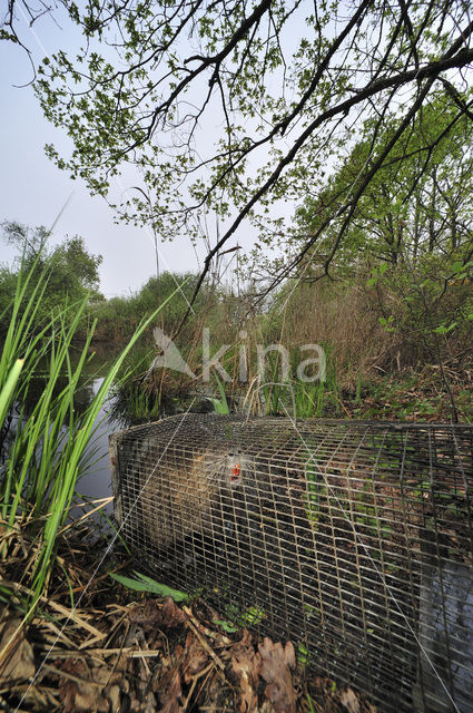 Coypu (Myocastor coypus)