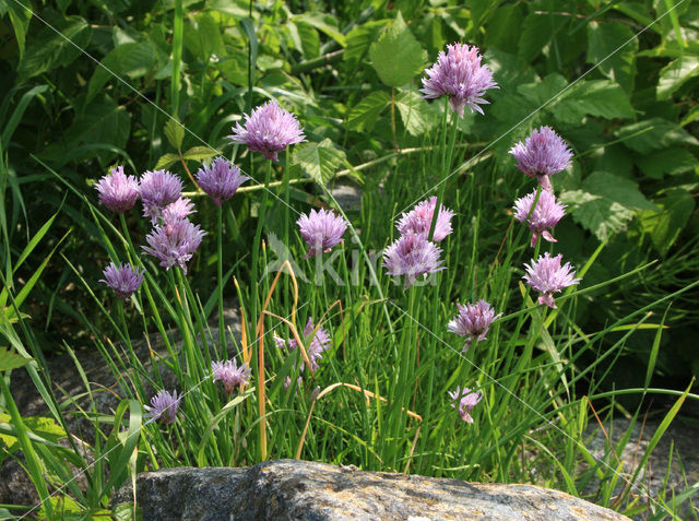 wild chives (Allium schoenoprasum)