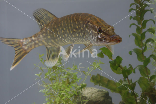 Snook (Centropomus undecimalis)