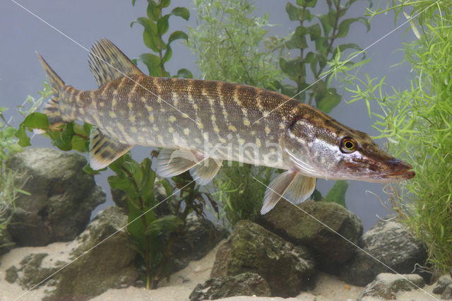 Snook (Centropomus undecimalis)