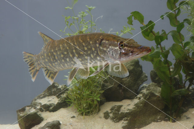 Binnensnoek