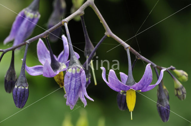 Bitterzoet (Solanum dulcamara)