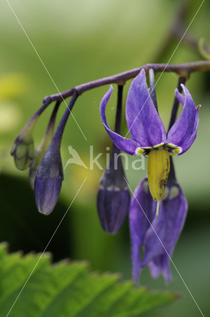 Bitterzoet (Solanum dulcamara)