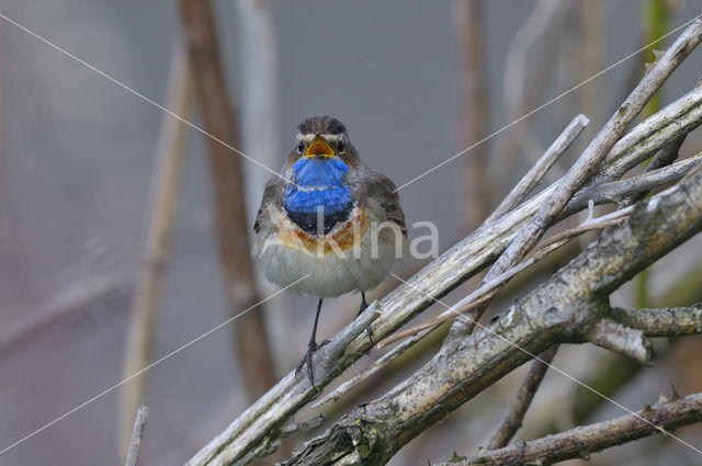 Bluethroat (Luscinia svecica)