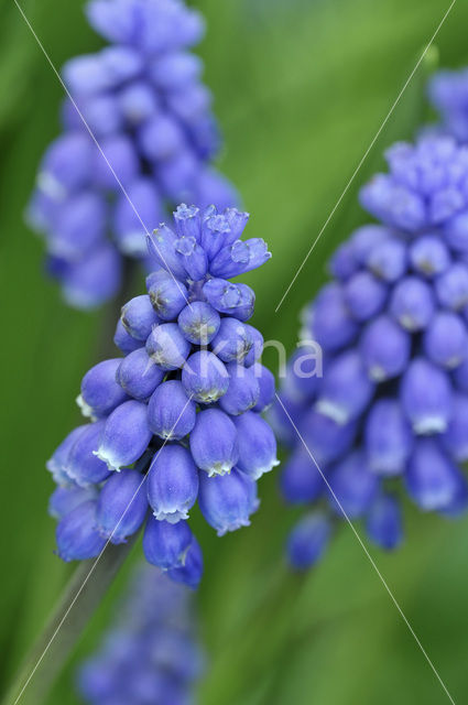 Small Grape Hyacinth (Muscari botryoides)