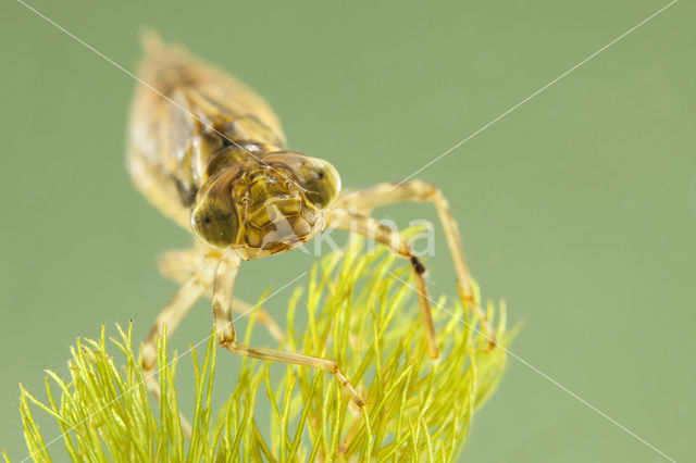 Southern Hawker (Aeshna cyanea)