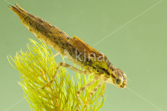 Blauwe glazenmaker (Aeshna cyanea)