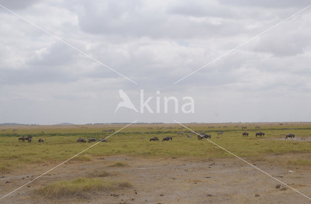 Blue Wildebeest (Connochaetes taurinus)