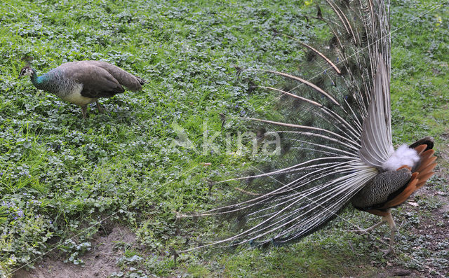 Blauwe pauw (Pavo cristatus)