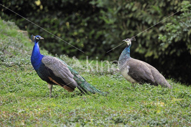 Blauwe pauw (Pavo cristatus)