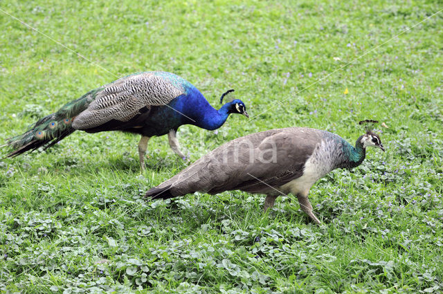 Blauwe pauw (Pavo cristatus)