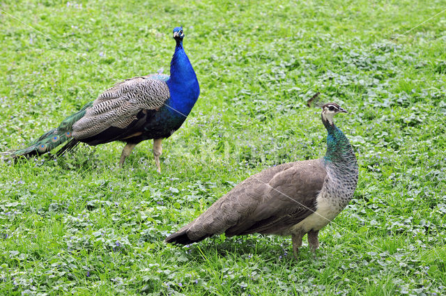 Blauwe pauw (Pavo cristatus)