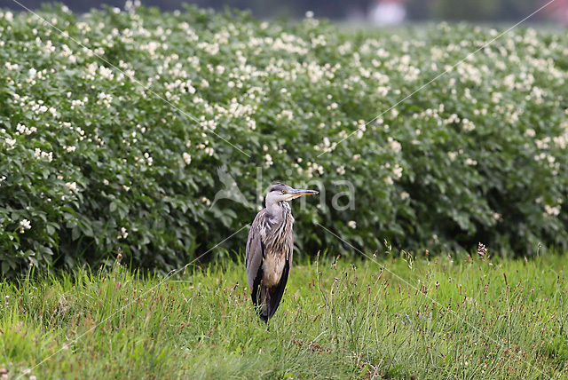Grey Heron (Ardea cinerea)