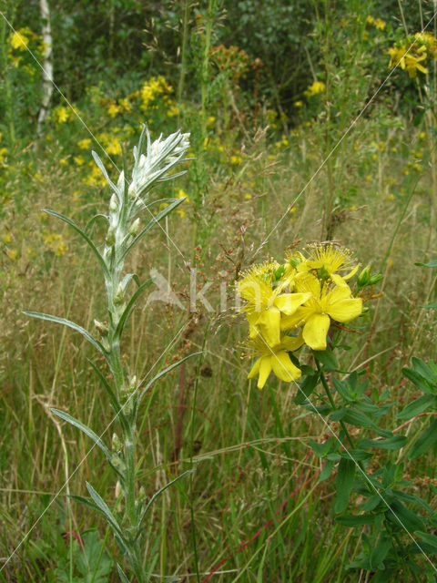 Bleekgele droogbloem (Gnaphalium luteo-album)
