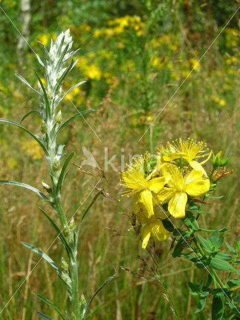 Bleekgele droogbloem (Gnaphalium luteo-album)