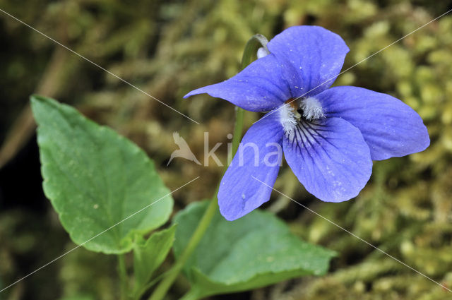 Bleeksporig bosviooltje (Viola riviniana)