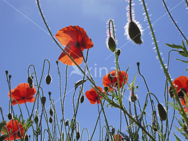 Bleke klaproos (Papaver dubium)