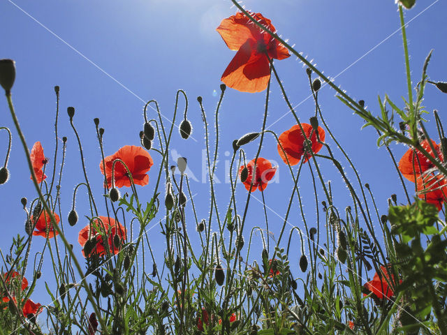 Long-headed Poppy (Papaver dubium)