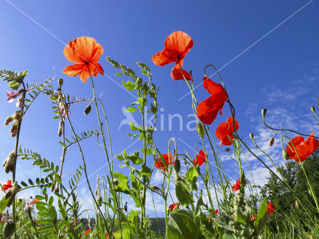 Bleke klaproos (Papaver dubium)