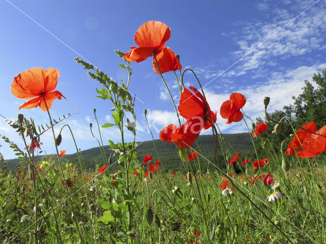 Bleke klaproos (Papaver dubium)